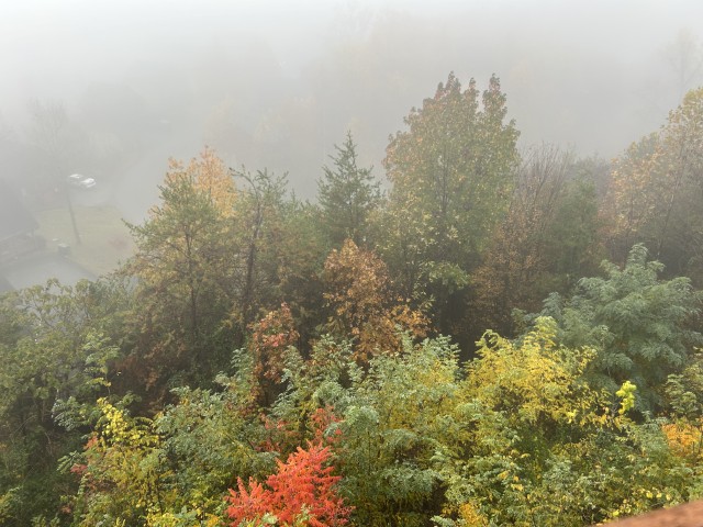 Fog permeating a forest of yellow and red trees.